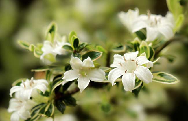 六月雪的功效與作用 六月雪的功效與作用