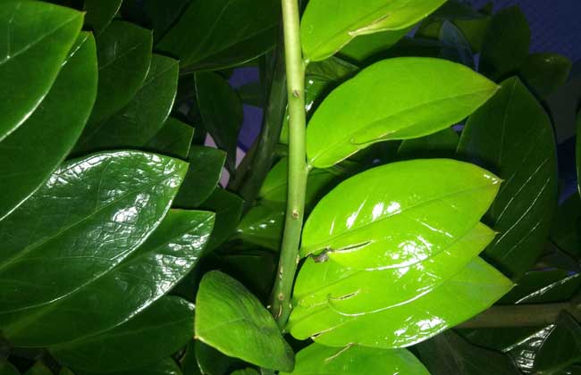 金錢樹吸甲醛嗎? 花卉養(yǎng)殖方法