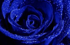 藍(lán)色妖姬多少錢一朵，藍(lán)色妖姬代表什么意思？