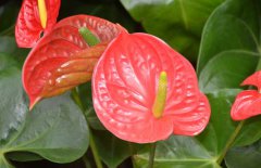 紅掌能放在臥室嗎?