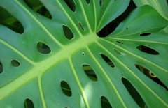 龜背竹能養(yǎng)在室內(nèi)嗎？