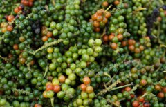 胡椒的產(chǎn)地分布，目前有哪些品種？