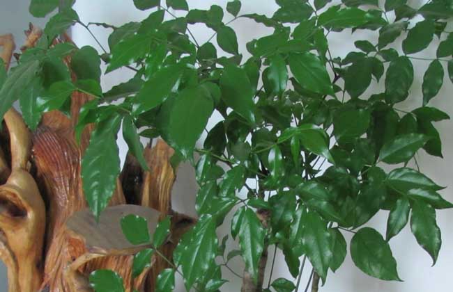 幸福樹(shù)和富貴樹(shù)的區(qū)別 幸福樹(shù)怎么養(yǎng)