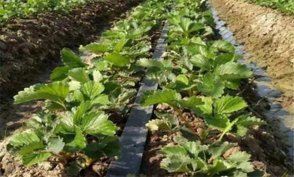 合理追肥，適時(shí)灌水