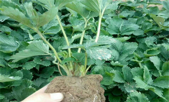 怎樣起草莓苗，如何包裝運(yùn)輸和貯藏