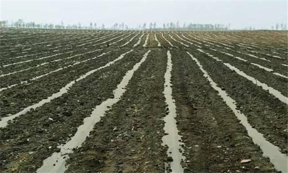 施足底肥，澆好底水