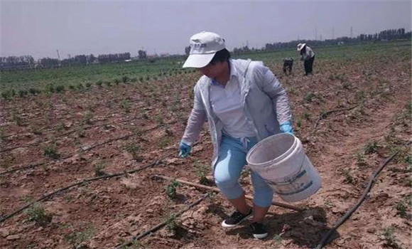 精細(xì)整地，施足底肥