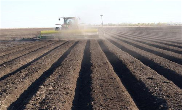 細(xì)致整地、起壟