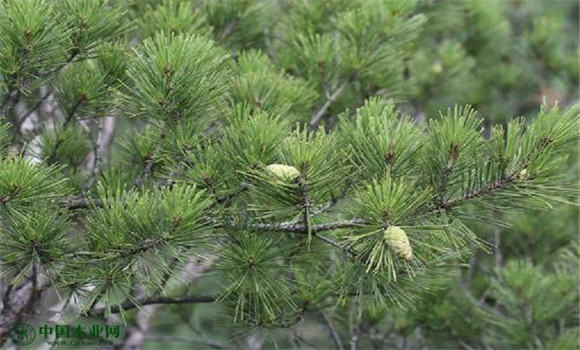 赤松的變種、變型及品種