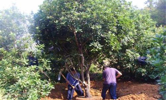 大樹(shù)楊梅的管理