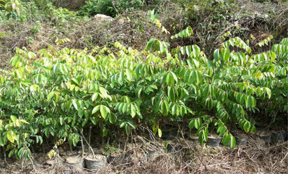楊桃樹的種植技術(shù)