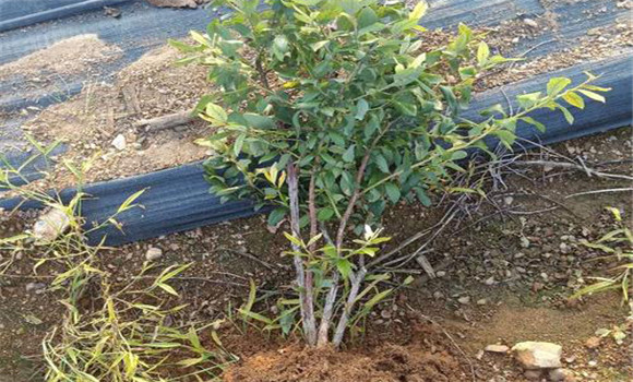 藍(lán)莓苗種植時間