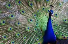 孔雀開屏是公的還是母的？孔雀為什么會(huì)開屏
