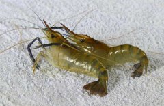 河蝦吃什么食物？河蝦的養(yǎng)殖管理須知