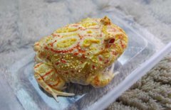 角蛙好養(yǎng)嗎？角蛙怎么養(yǎng)？