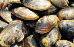 河蚌吃什么食物，河蚌的養(yǎng)殖方法
