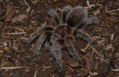 火玫瑰蜘蛛咬人嗎？