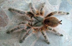 紅玫瑰蜘蛛有毒嗎？紅玫瑰蜘蛛怎么養(yǎng)