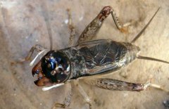 蟋蟀捕捉時(shí)間是什么時(shí)候，蟋蟀的捕捉方法