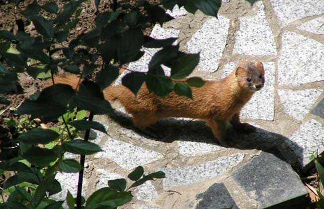 黃鼠狼的經(jīng)濟價值