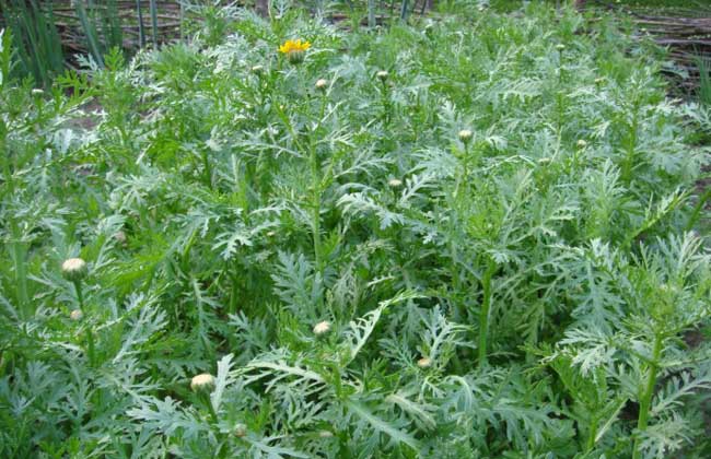 茼蒿病蟲(chóng)害防治技術(shù)