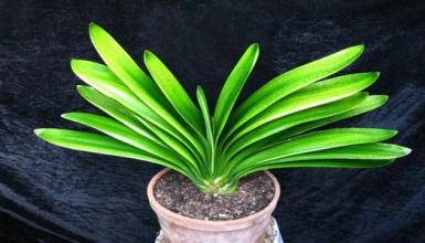 君子蘭的繁殖方法有哪些 君子蘭的繁殖方法