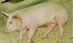 豬旋毛蟲病的癥狀，豬旋毛蟲病的防治