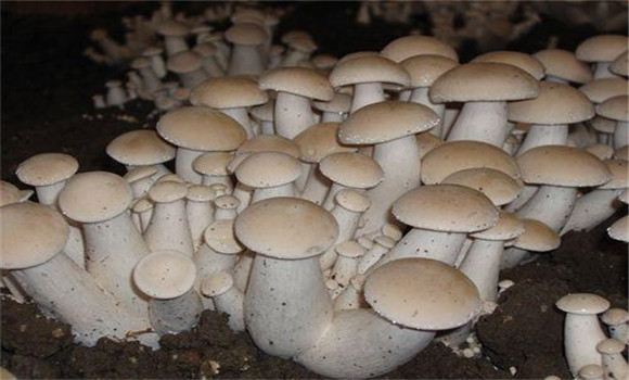 福菇肽有哪些作用，怎樣施用