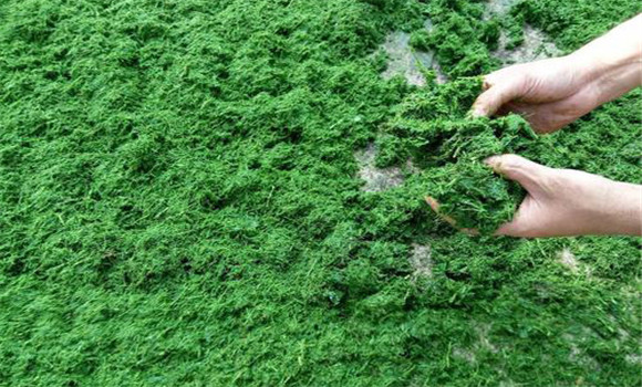 青飼料含水量高，消化率高，適口性好