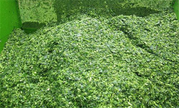 青飼料蛋白質(zhì)含量高，必需氨基酸多