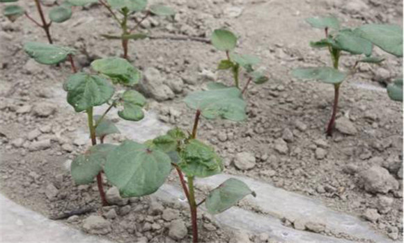 棚內(nèi)土壤酸化、鹽堿化的原因及危害