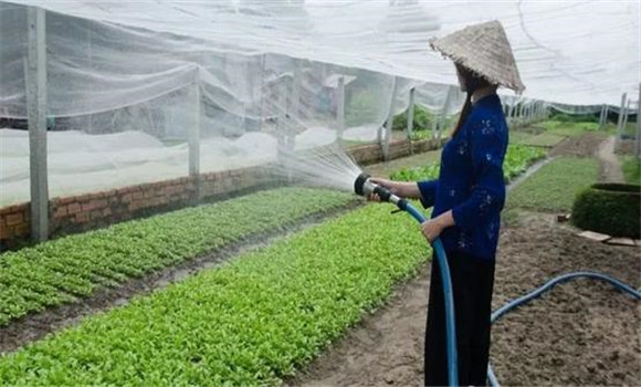 改進(jìn)灌溉技術(shù)，以水化鹽