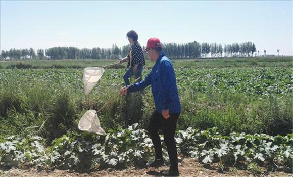 草地螟的農業(yè)防治方法