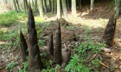 什么叫退筍，形成退筍的原因是什么