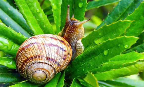 灰巴蝸牛的防治方法