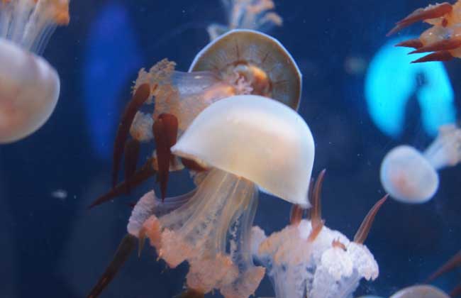 海蜇能蜇死人嗎？