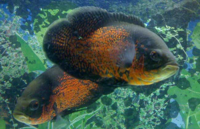 地圖魚(yú)混養(yǎng)什么最好