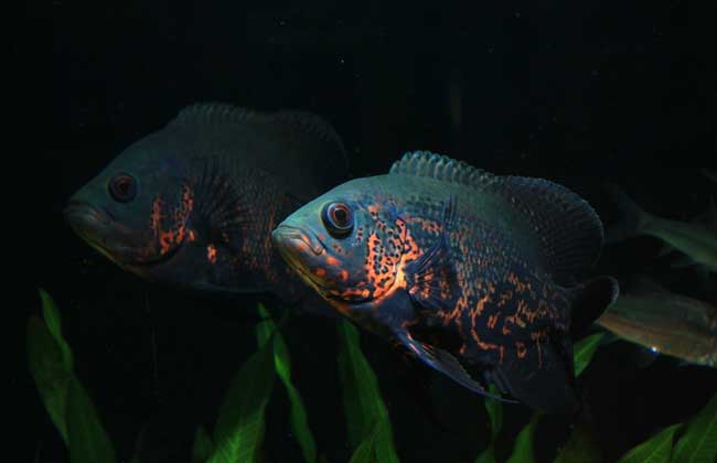 地圖魚(yú)不吃食怎么辦