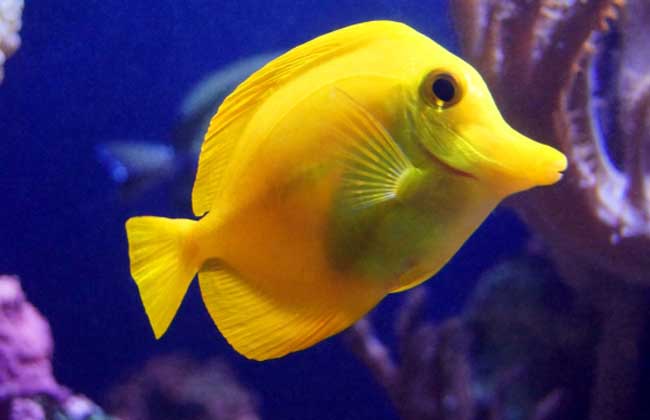 哪些魚離開水還能活？