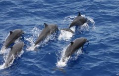 河豚吃什么食物，河豚的種類與分布