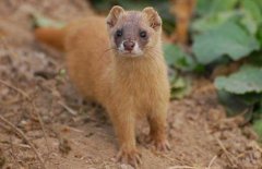 黃大仙是什么動(dòng)物，黃鼠狼為什么叫黃大仙