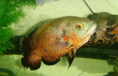 地圖魚(yú)吃什么長(zhǎng)得快，地圖魚(yú)吃什么飼料好？