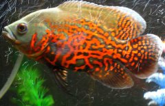 地圖魚(yú)到底能長(zhǎng)多大、吃什么長(zhǎng)得快？