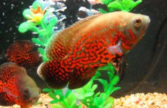 地圖魚(yú)怎么分公母，其雌雄如何鑒別