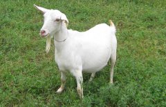 如何養(yǎng)好馬頭山羊,馬頭山羊養(yǎng)殖技術(shù)