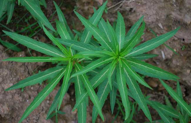 趕黃草的功效與作用 花卉的功效與作用