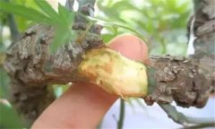 果樹去皮貼接的方法、步驟及其技術(shù)特點