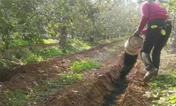 秋季施足基肥，增加貯存營(yíng)養(yǎng)