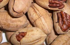 碧根果什么時(shí)候成熟，碧根果的產(chǎn)地在哪里？