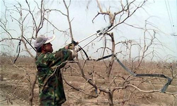 冬季果樹修剪技術(shù)的四個基本方法